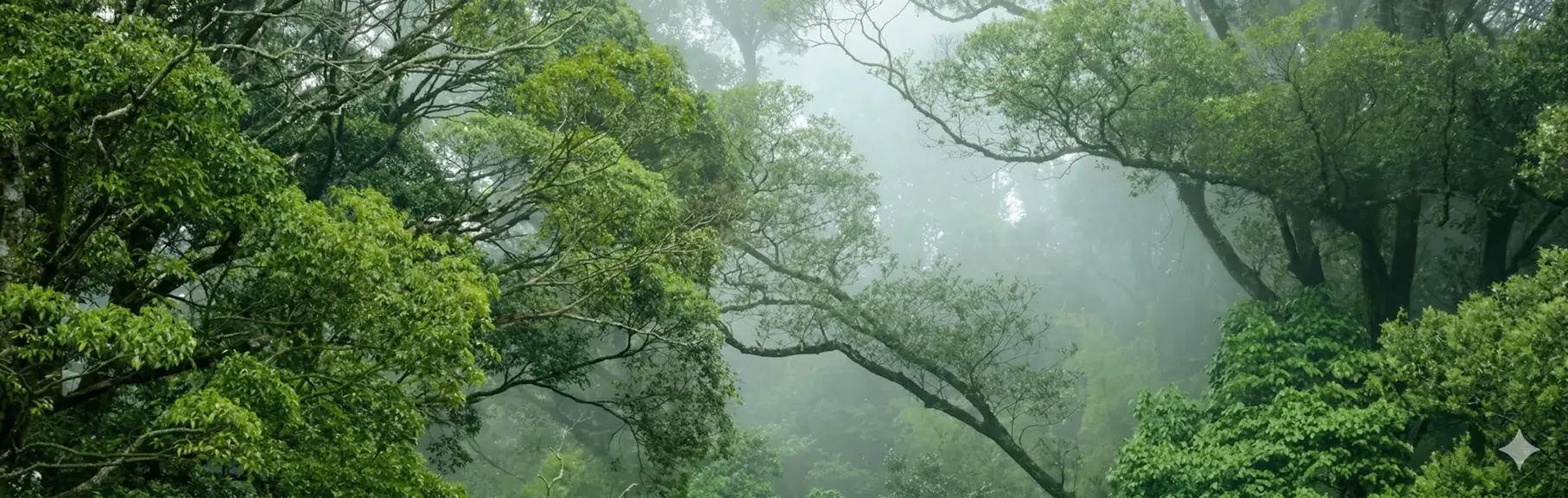 Forêt